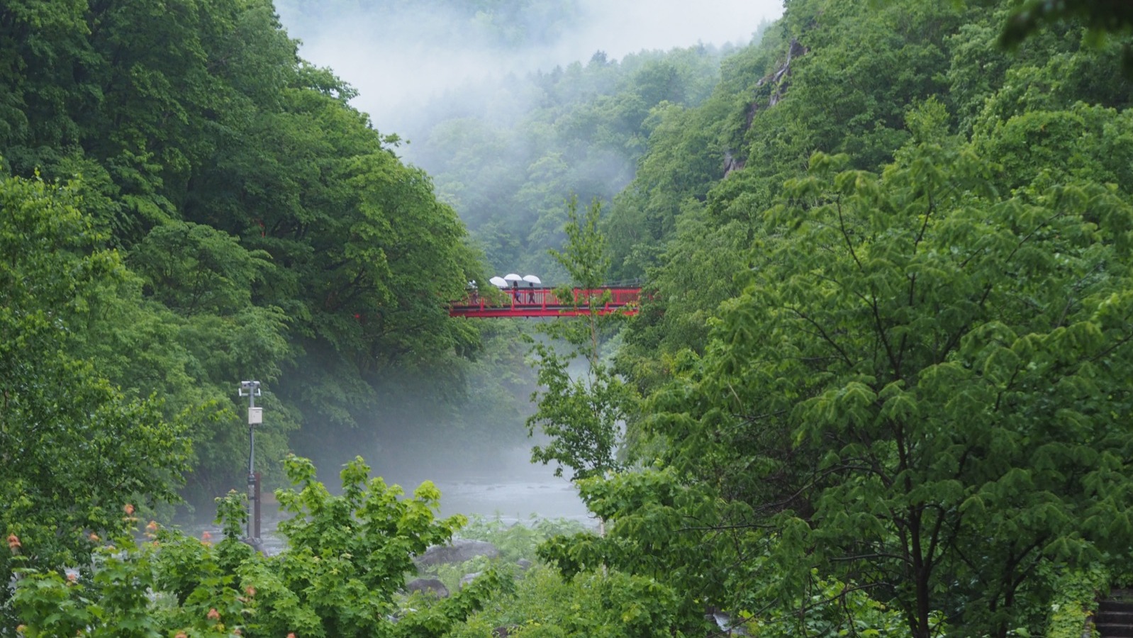 夏の朝霧に包まれる幻想的な「二見吊橋」