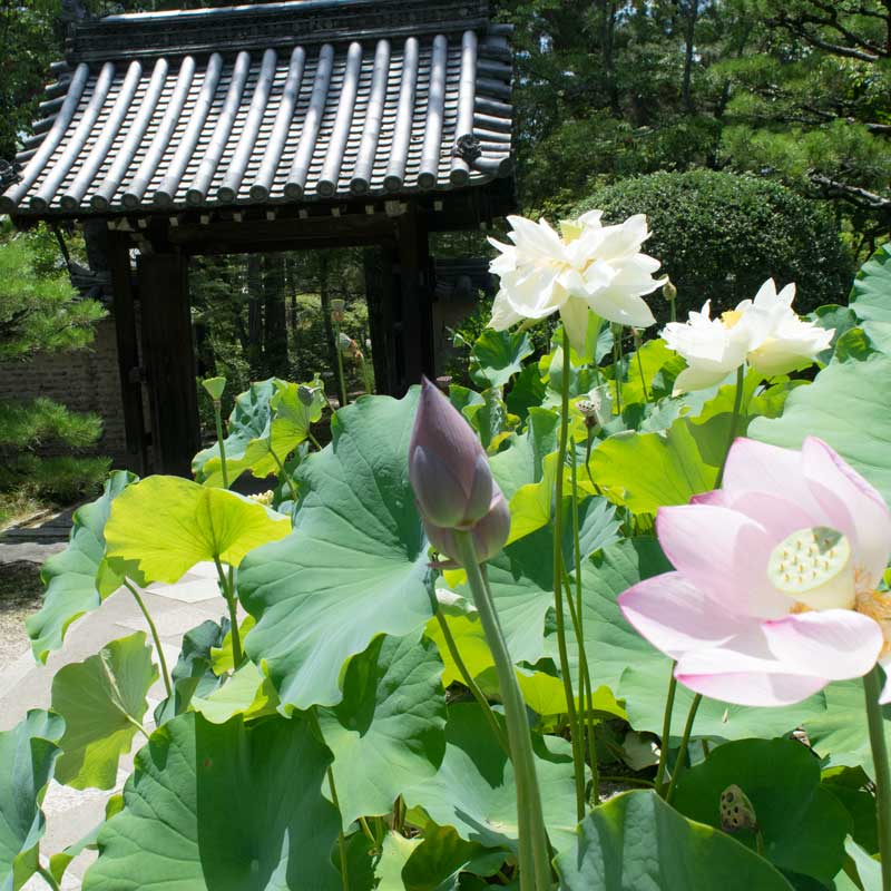 【季節の花】ハス　の花　唐招提寺　