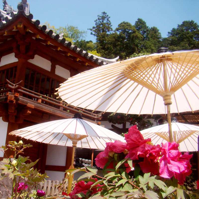 【季節の花】岡寺　牡丹　