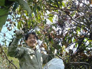 山葡萄の収穫