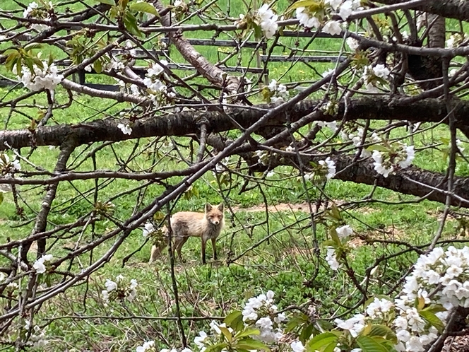 キタキツネ