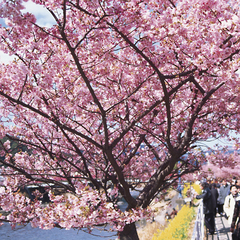 桜鑑賞