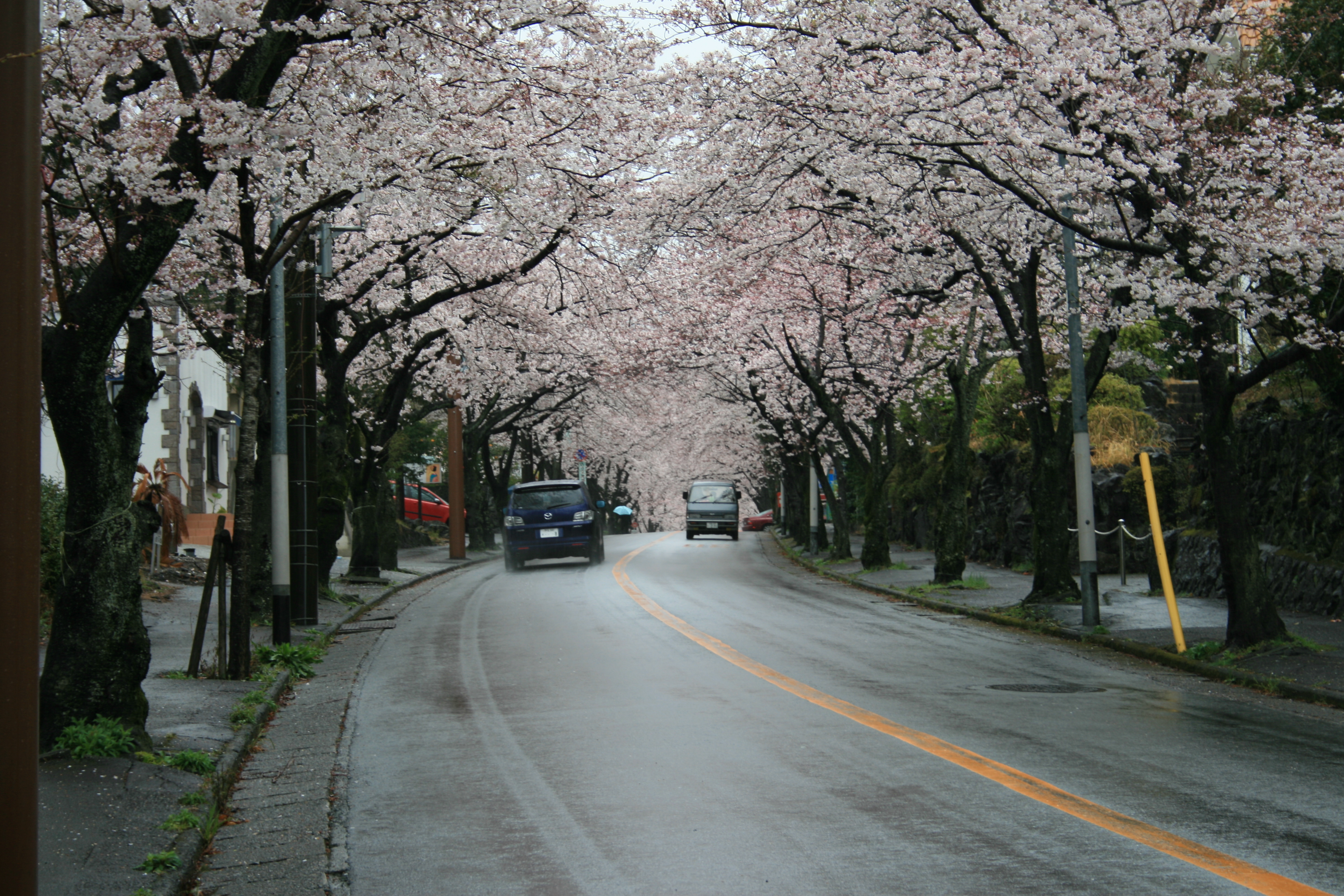 伊豆高原桜並木