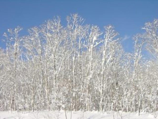 niseko winter -5