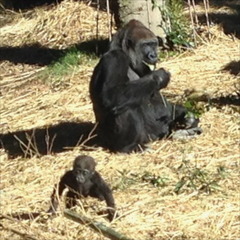 上野動物園・子ゴリラ