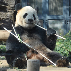 ☆パンダ＆上野動物園☆上野の顔！モニュメント・グッズ・お土産品などパンダがあふれています！