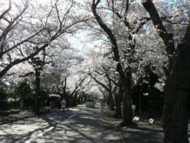 伊豆高原桜祭り