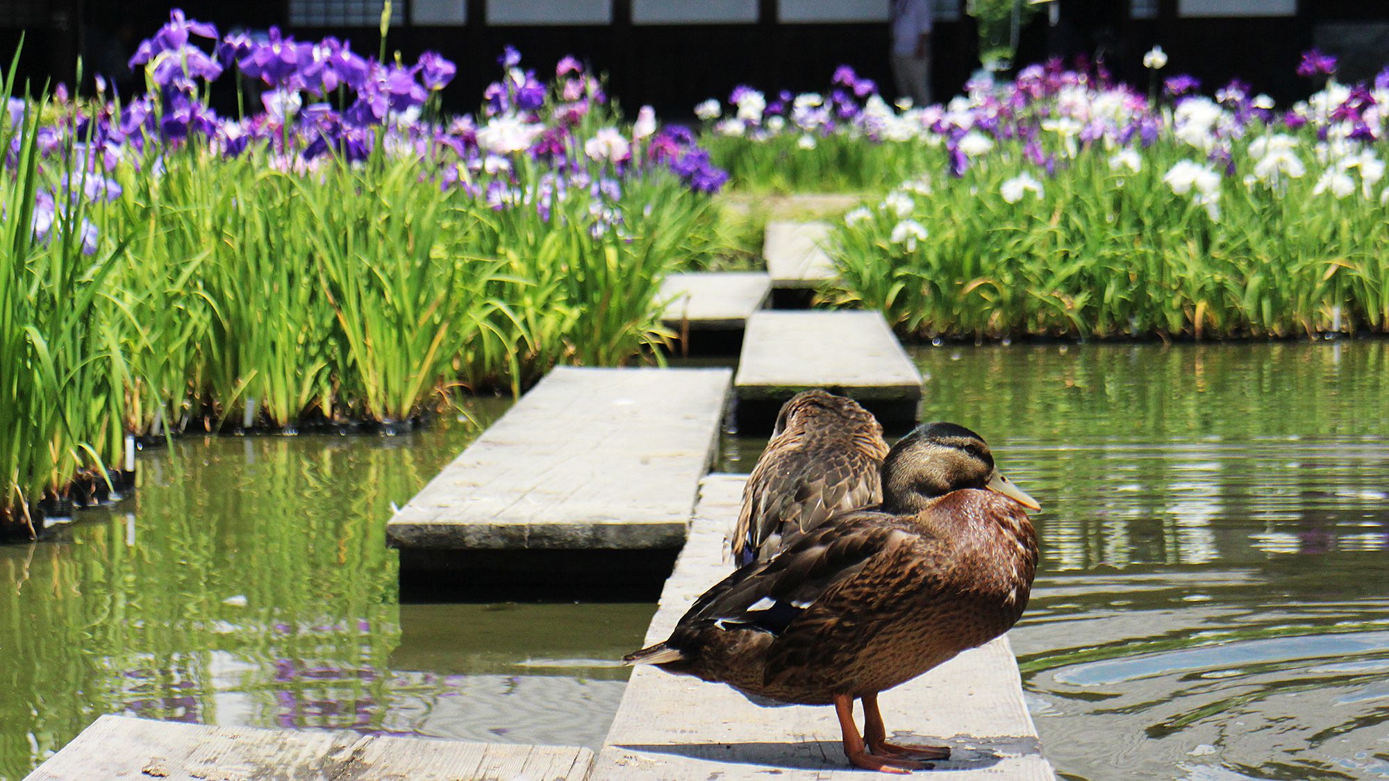 ◆加茂荘花鳥園