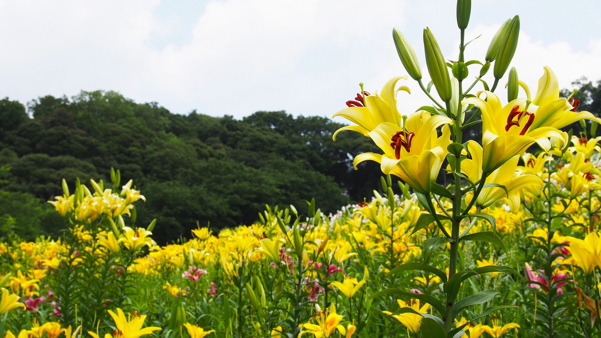 ◆可睡ゆりの園