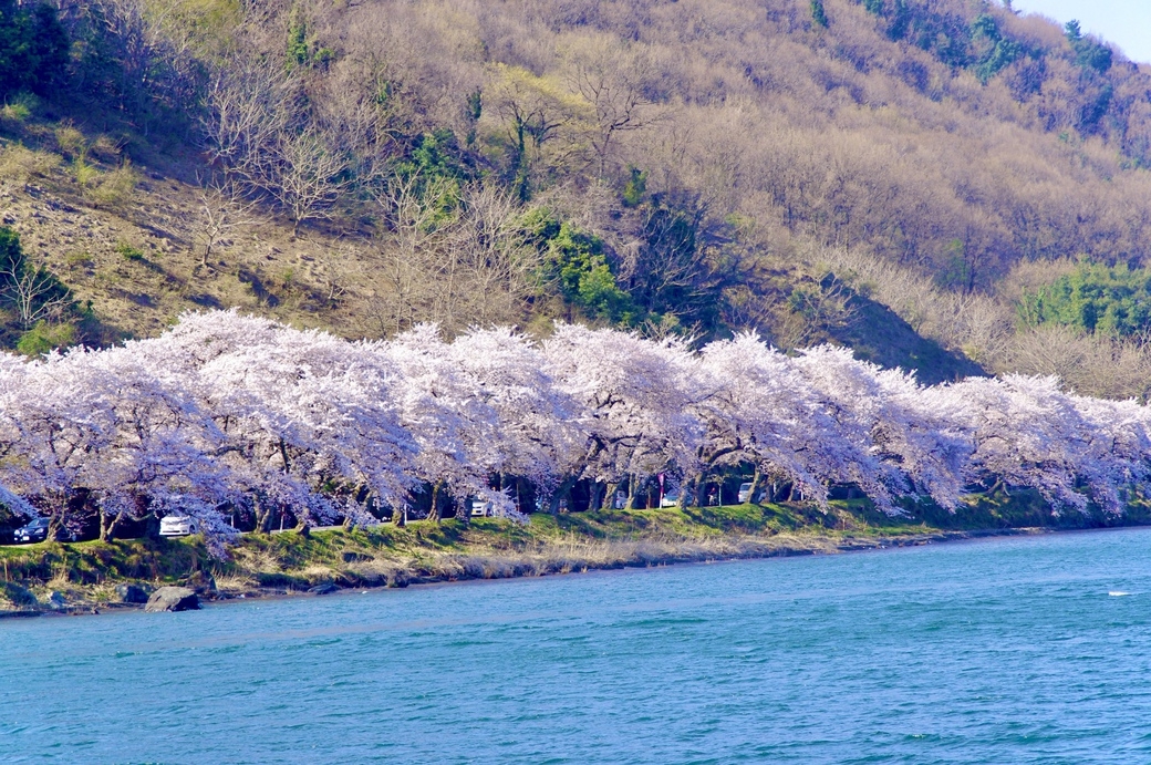 【船上でお花見】海津大崎桜クルーズ乗船券付きプラン＜夕朝食・ラウンジ特典付＞