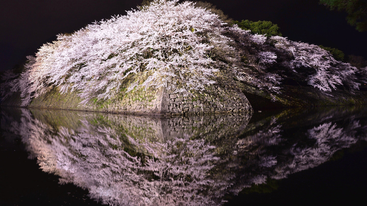 彦根城　桜ライトアップ　Photo:（公社）びわこビジターズビューロー