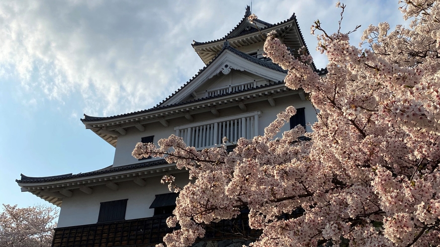 長浜城　桜