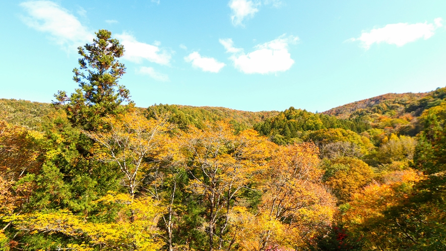 美しい紅葉をみることができます