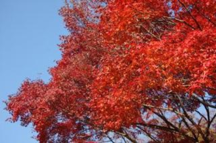 紅葉の霧島連山