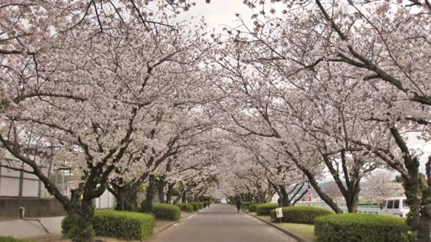 *桜並木道