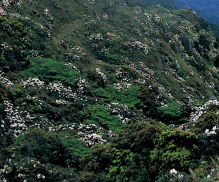 屋久島シャクナゲ