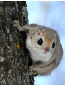【お気軽トマム】自然を感じる〜素泊まりプラン☆