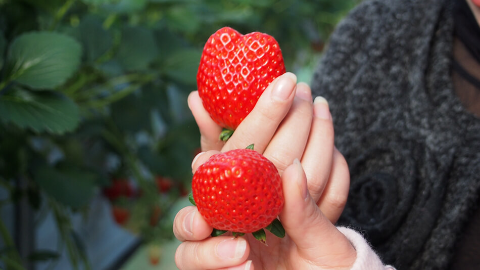 【いちご狩り】大きな苺が食べ放題★提携農園で楽しむイチゴ狩り付プラン！宿から無料送迎可