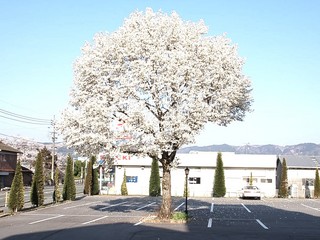 サンクラウンのシンボル「こぶしの木」