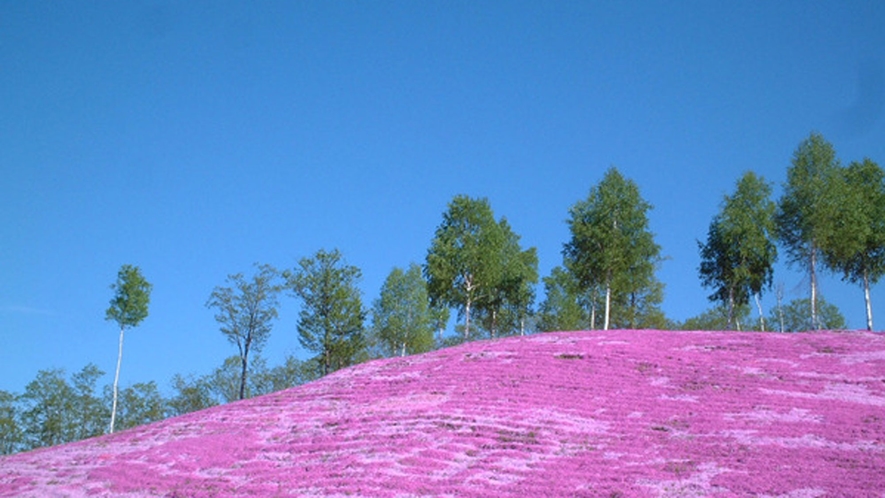 【芝桜公園】芝桜をヘリコプターで上空から見ることも出来る♪（有料・期間限定）