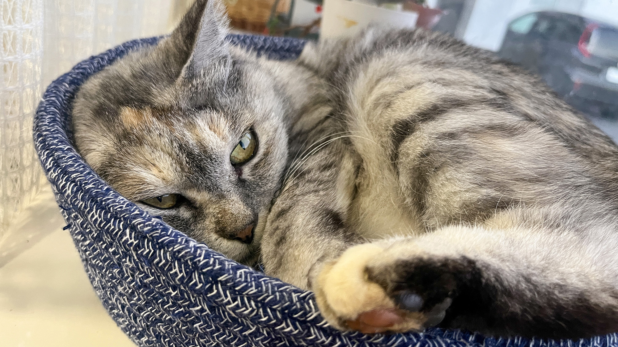 #看板猫のミルク