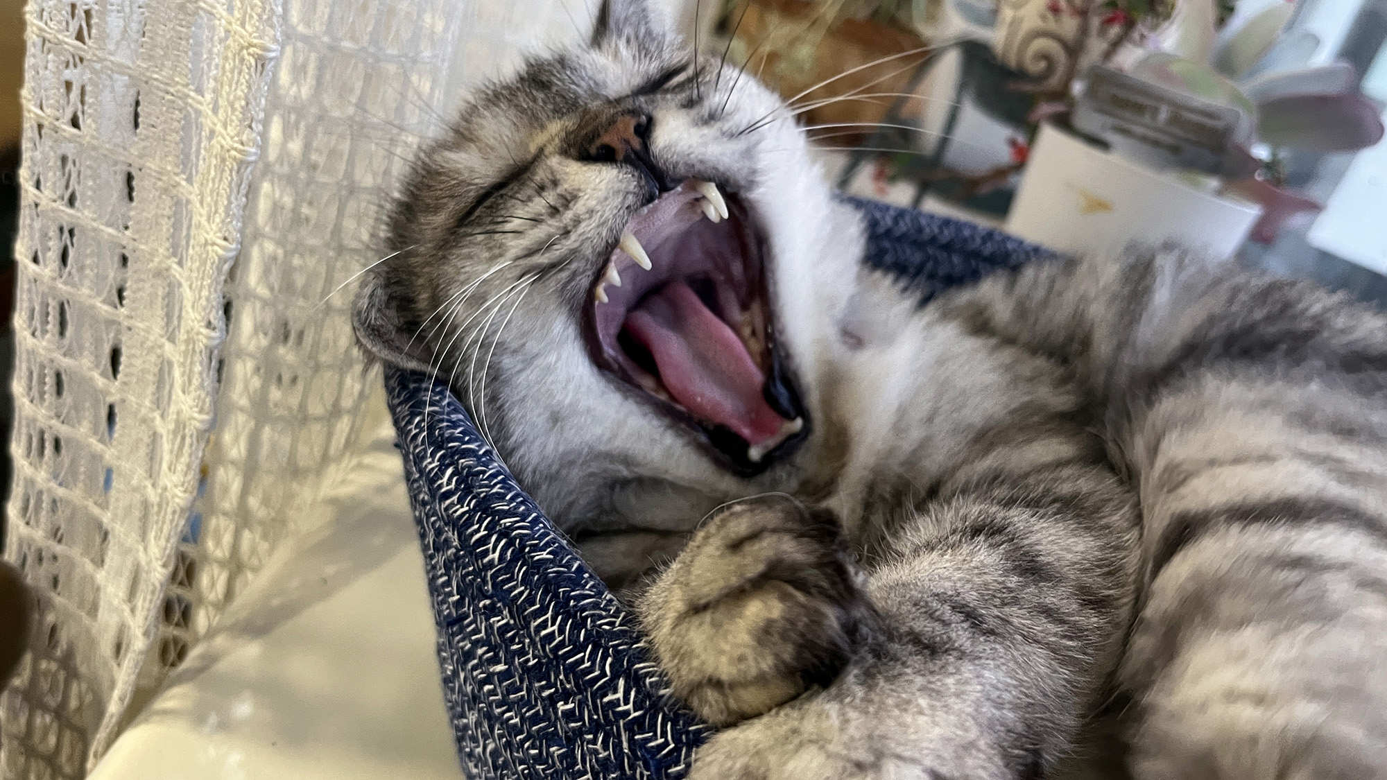 #看板猫のミルク