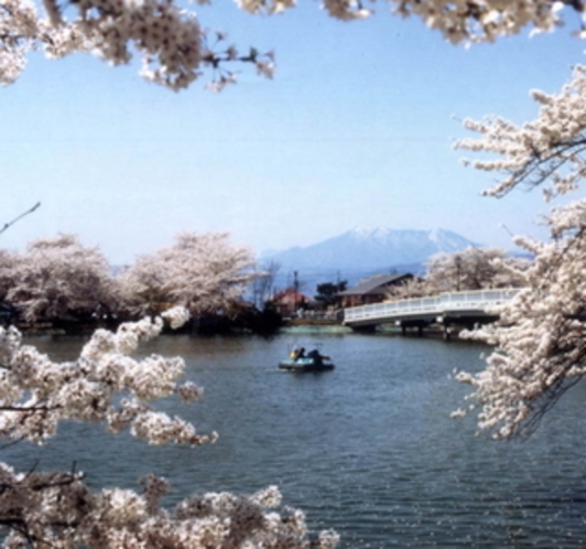 がりゅう公園桜　500