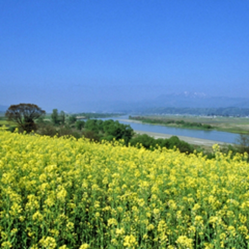 飯山菜の花