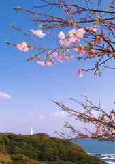 河津桜と勝浦灯台