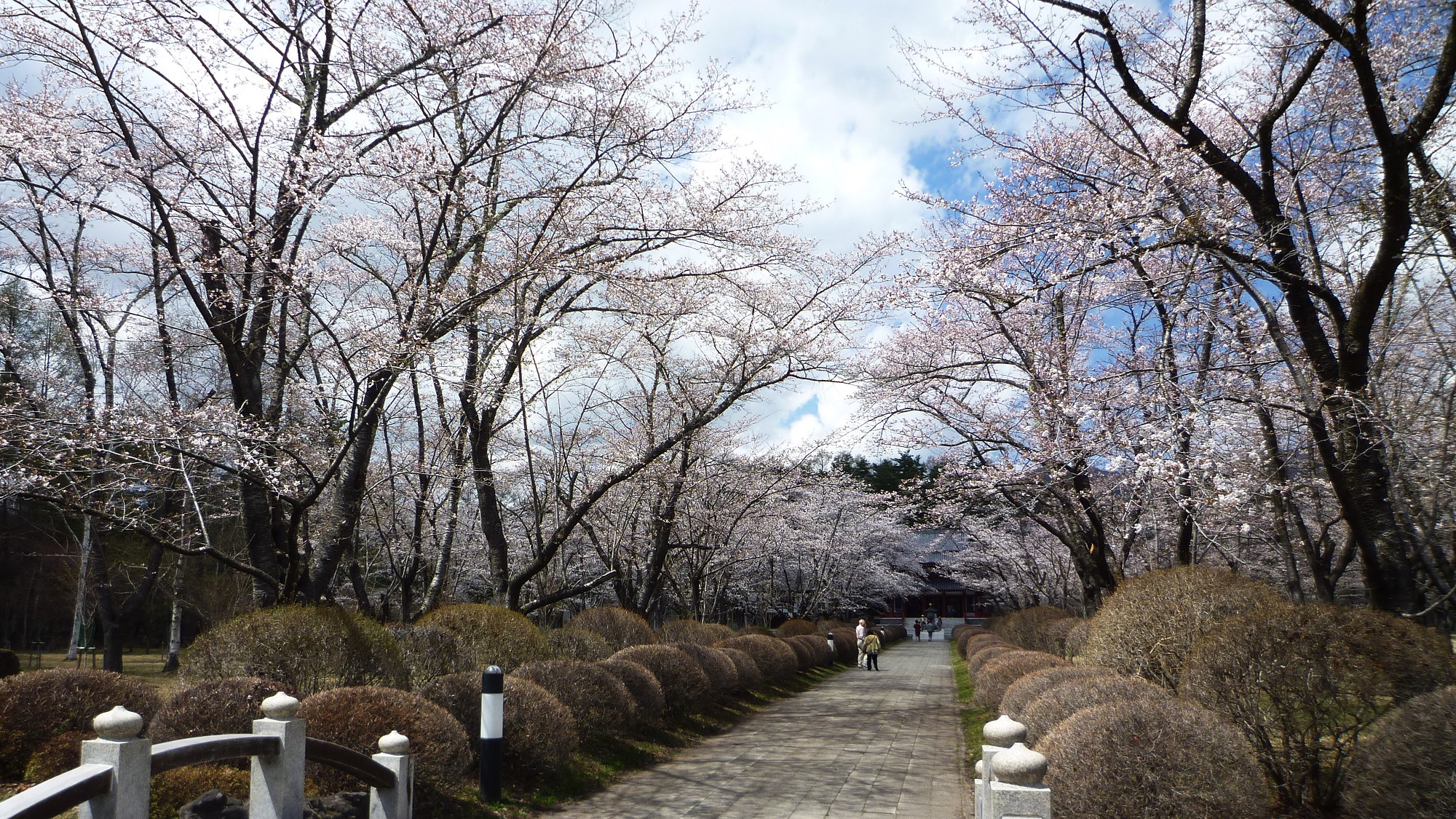 蓼科山聖光寺◆「本州で最も遅いソメイヨシノ」が見られる桜の名所