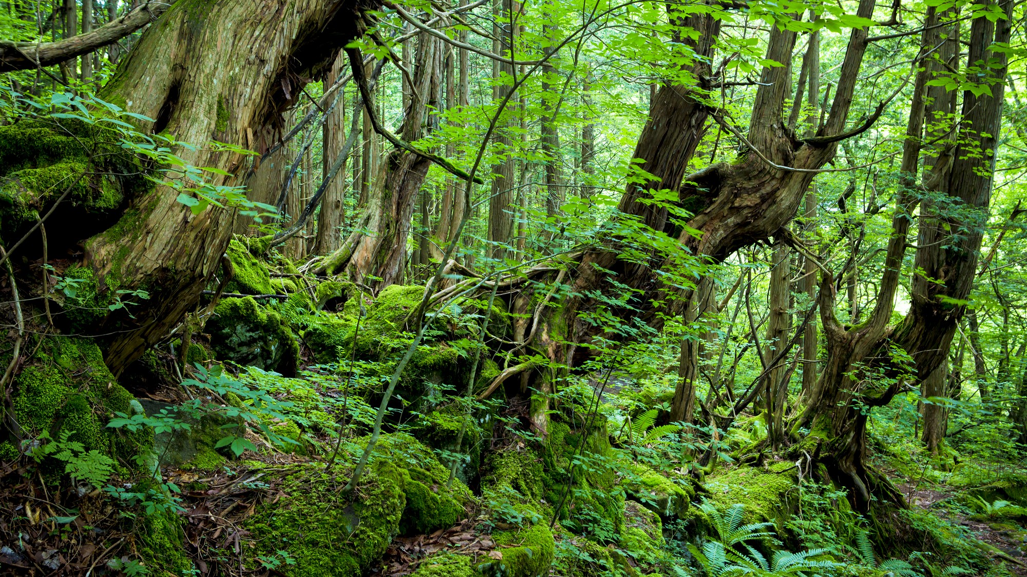蓼科大滝遊歩道◆滝へ向かう遊歩道は苔むした原生林が神秘的
