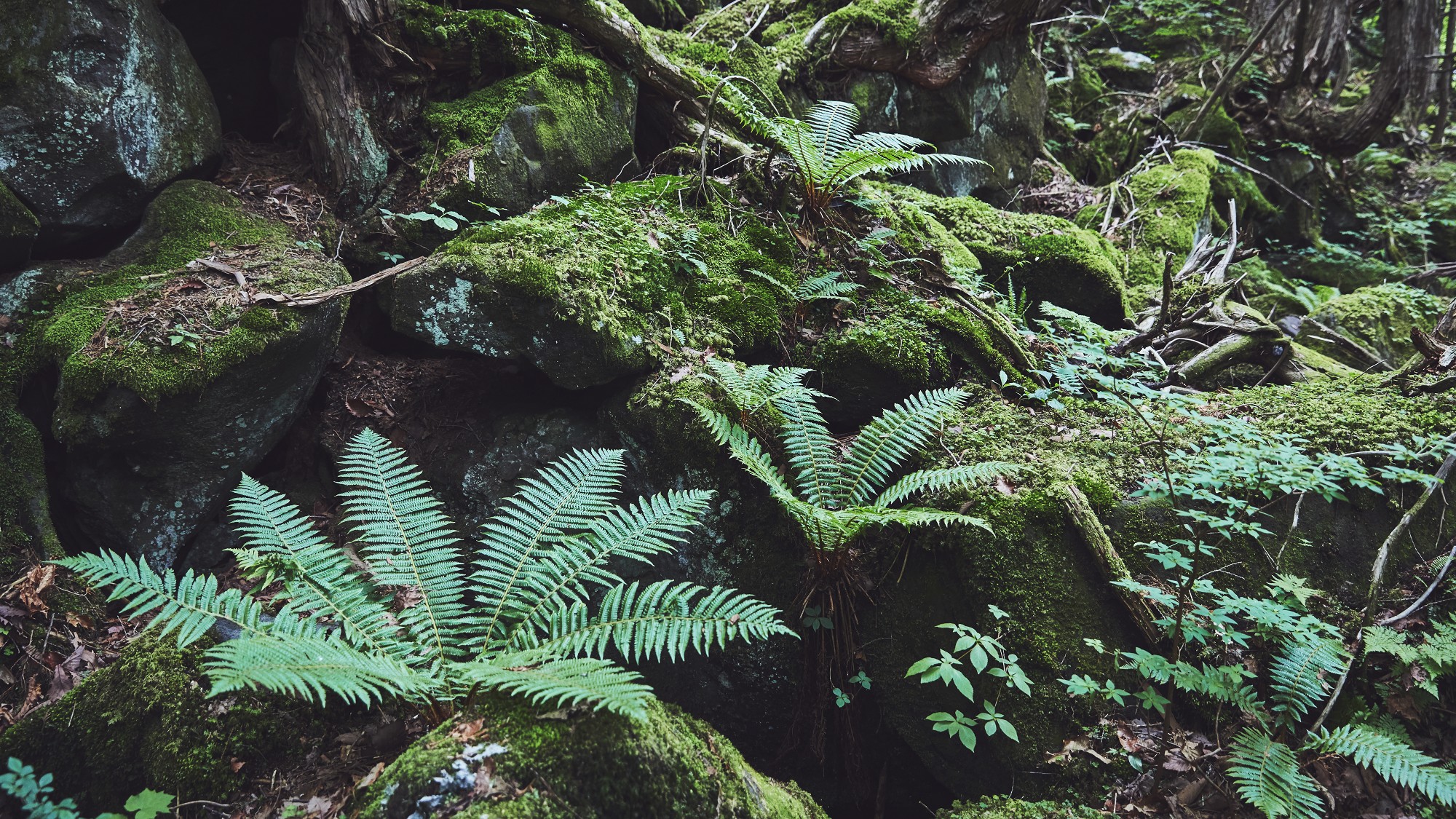 蓼科大滝遊歩道◆滝へ向かう遊歩道は苔むした原生林が神秘的