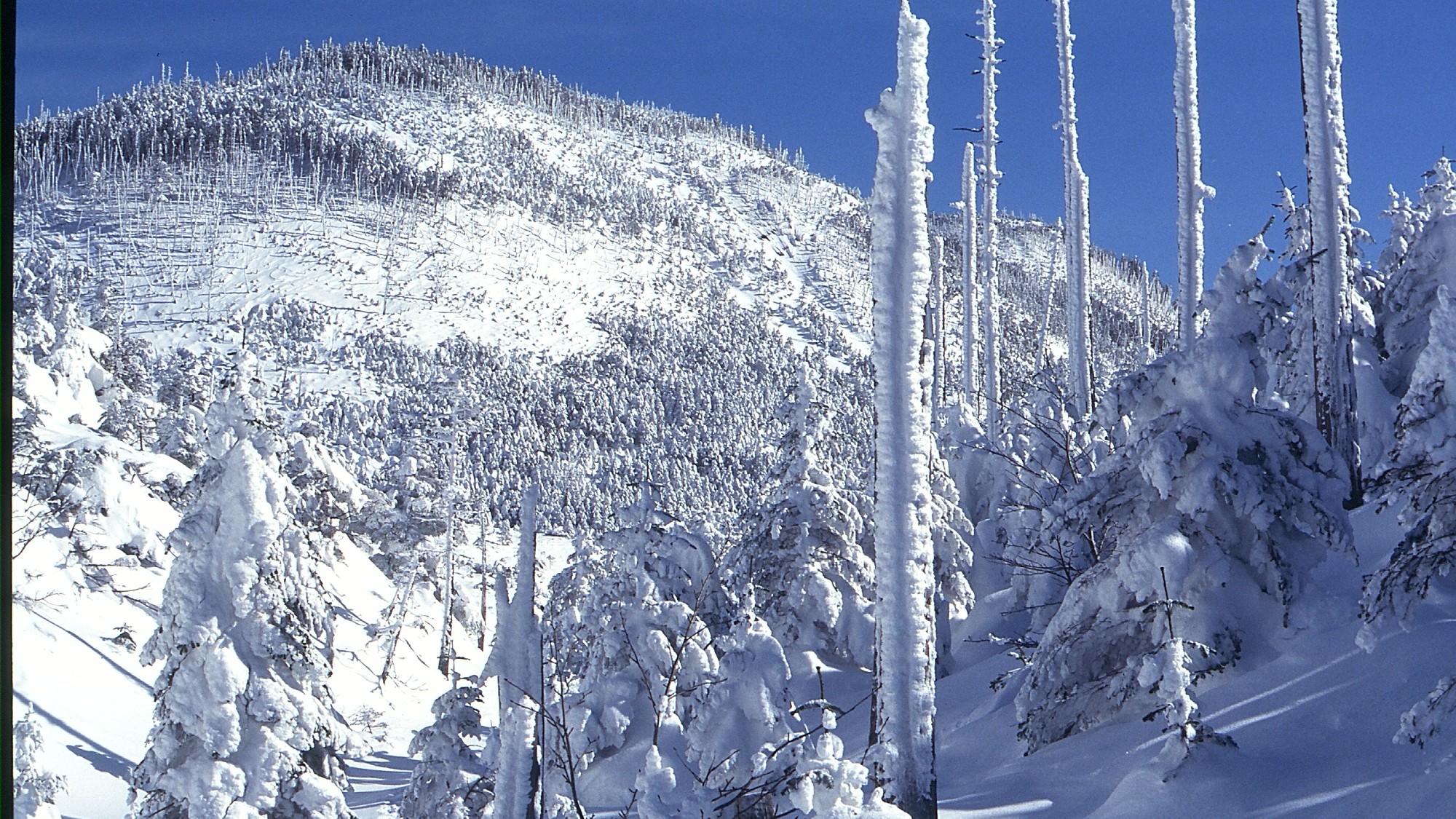 ピラタス蓼科スノーリゾート◆ロープウェイで一気に標高2,240mへ登ると、山頂に樹氷が広がります