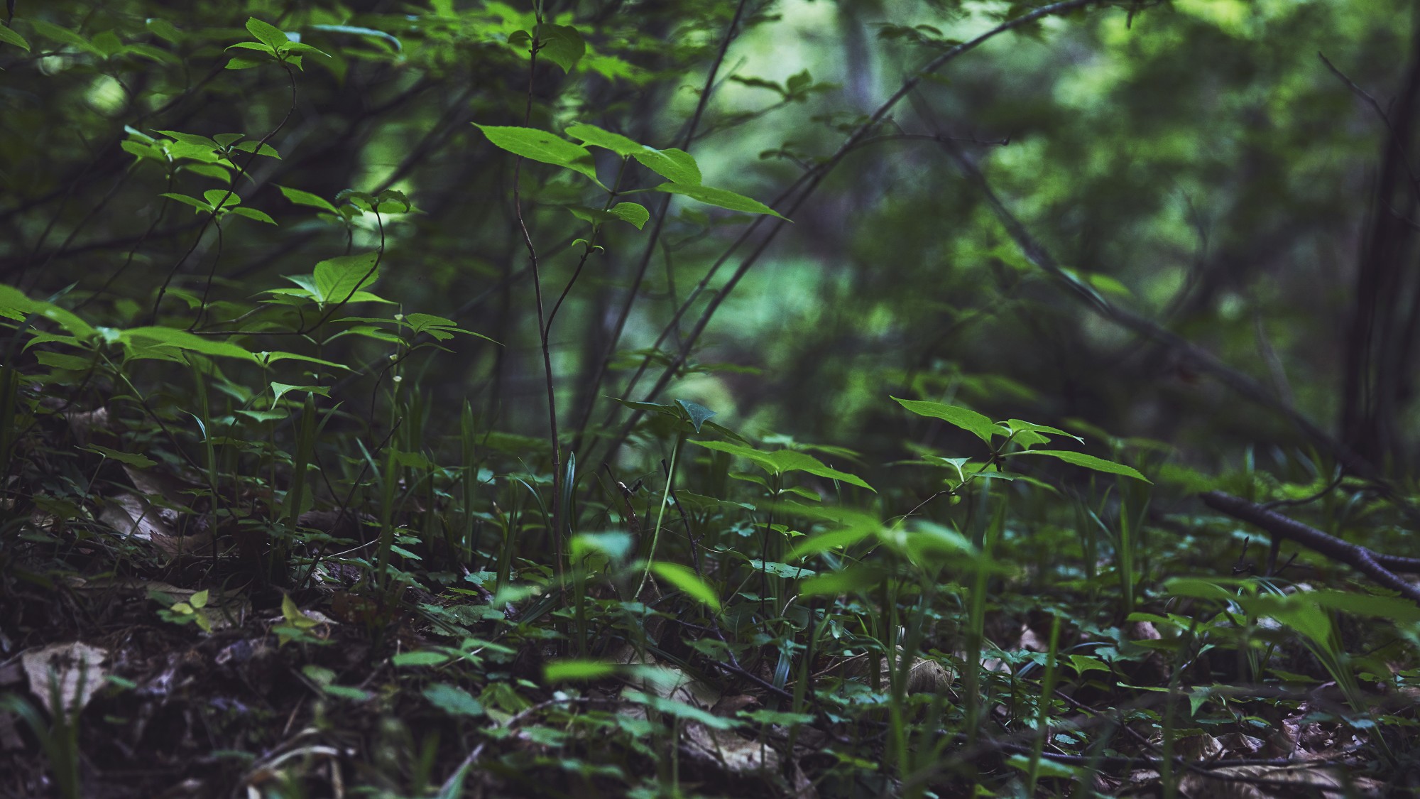蓼科大滝遊歩道◆滝と森の撮影を同時に楽しめる撮影スポットになっています