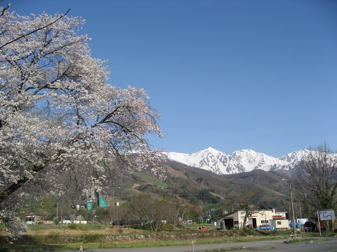 桜と白馬三山