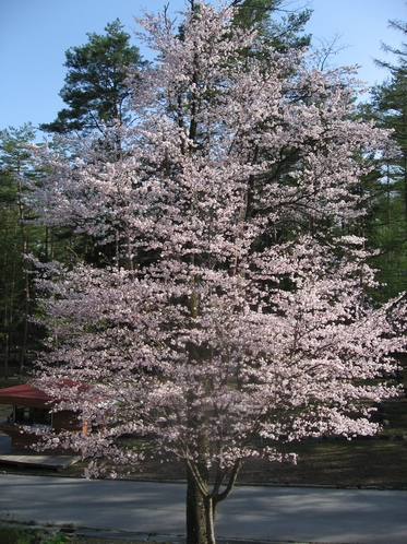 春、山桜