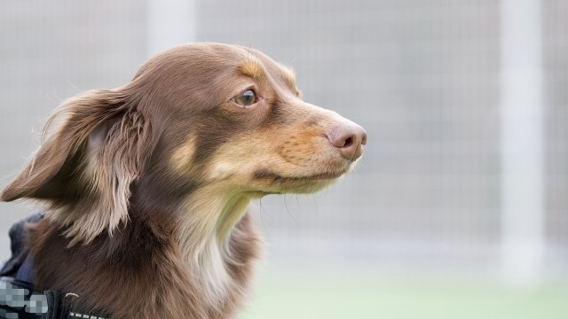 伊香保DOGきむら客室　イメージ①