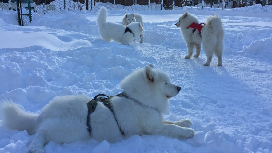 冬のドッグランの様子。(サモエド犬)