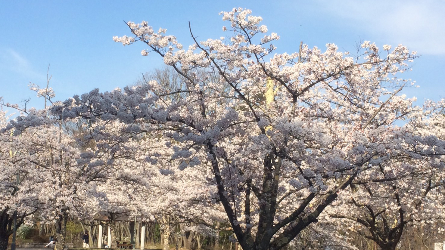 裏磐梯の桜峠（一例）