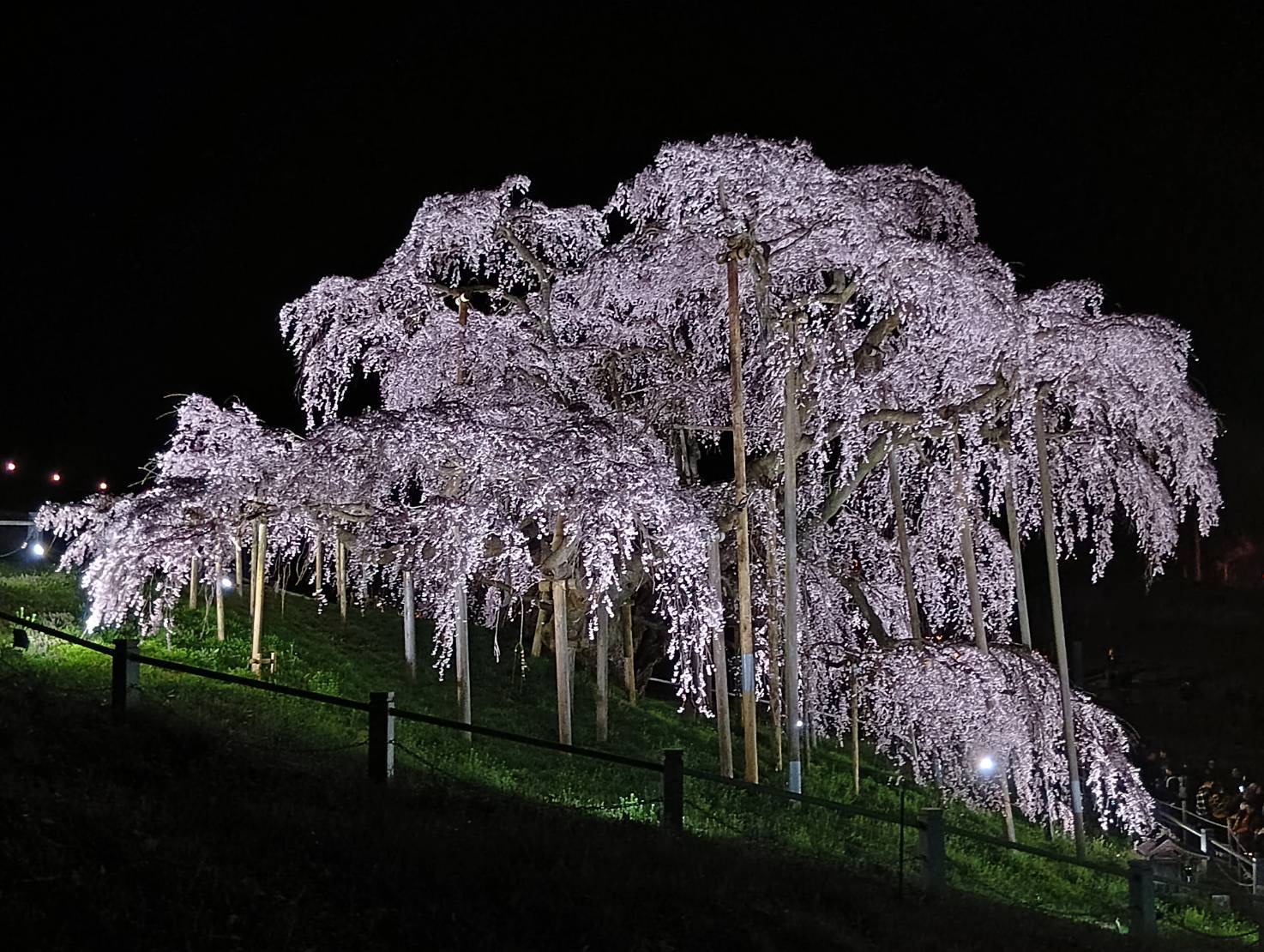 三春の滝桜:当館から車で約1時間