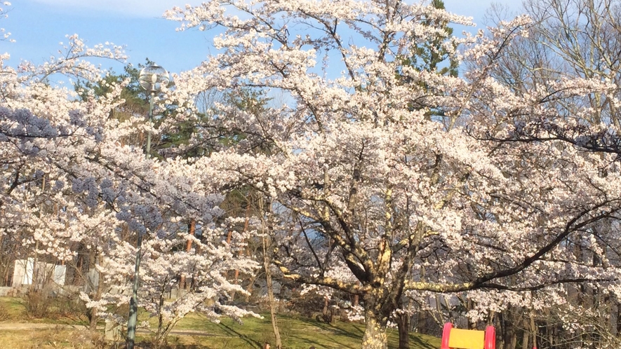 裏磐梯の桜峠（一例）