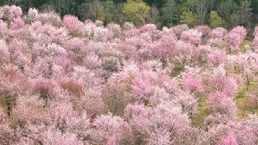 裏磐梯　桜峠