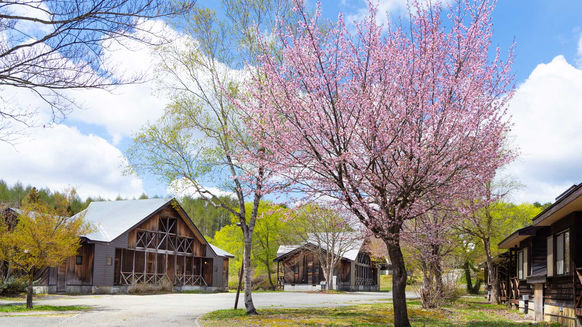 敷地内の桜見頃時期の景観
