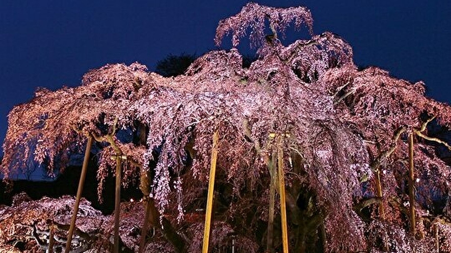三春の夜桜