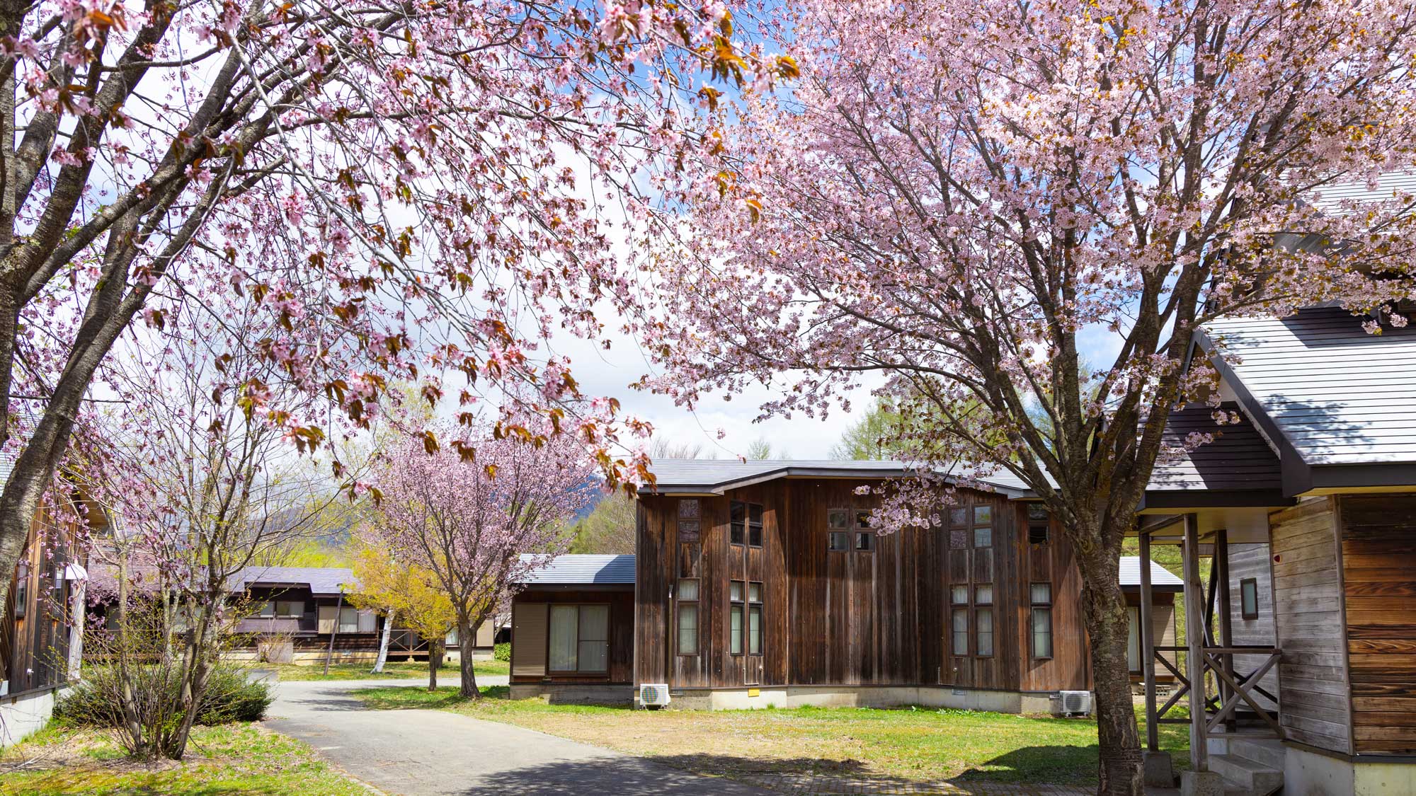 敷地内の桜見頃時期の景観