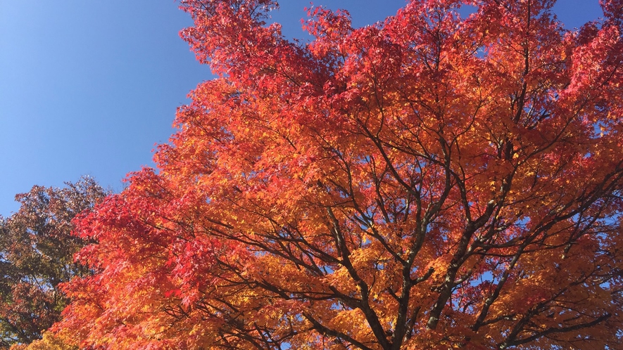 敷地内の紅葉