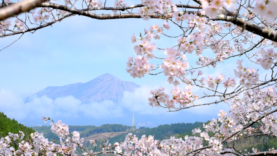 【春】霧島と桜
