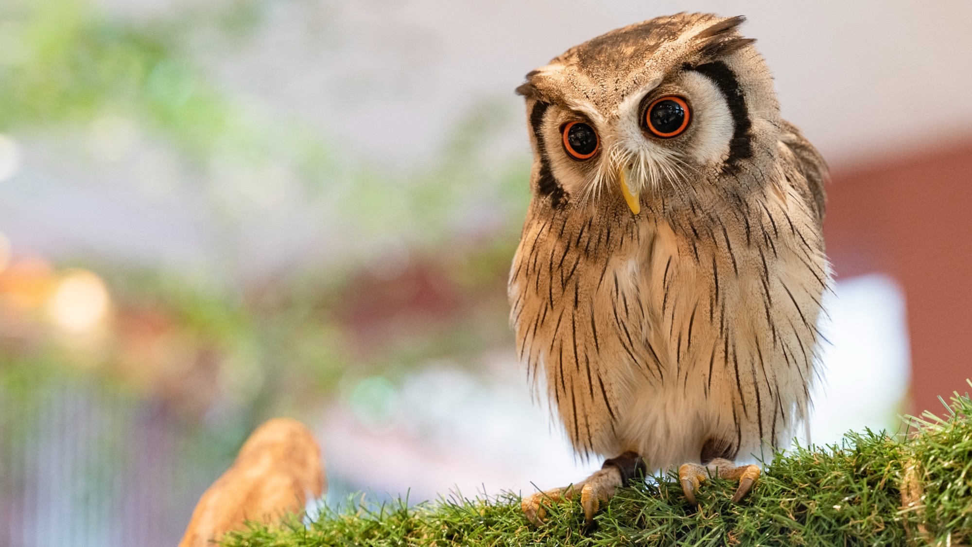 【3月1日限定】ちゅら〜ゆ1日利用券付き♪朝食はビール飲み放題！／朝食付