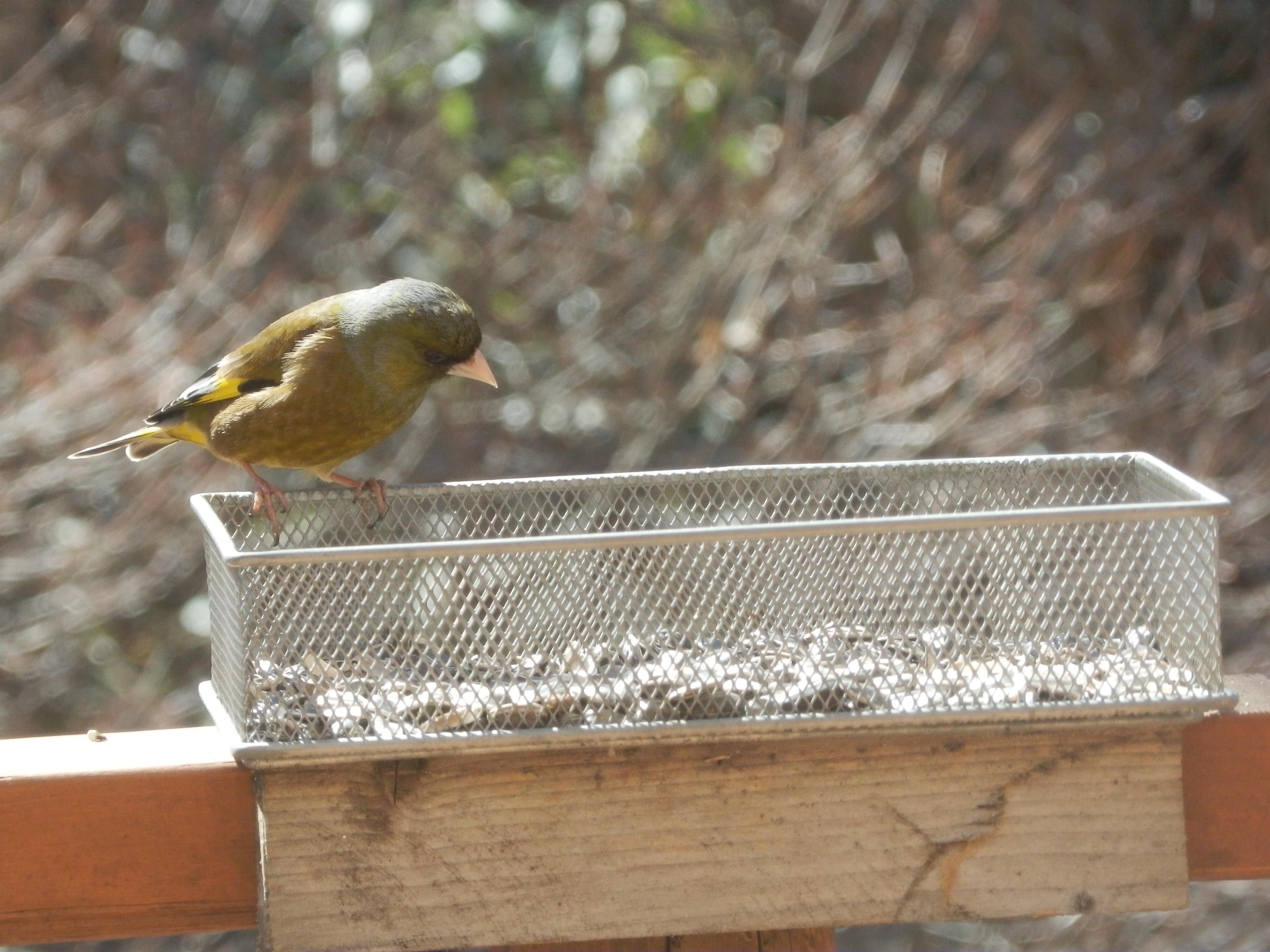 野鳥カワラヒワ2