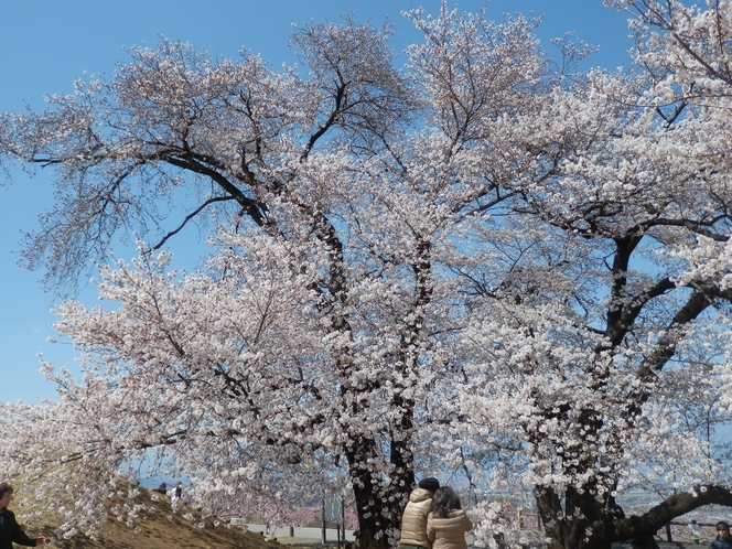 八代の桜